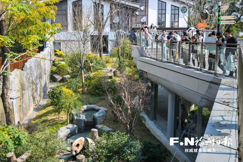 跨越时光他们一同见证新生——福州熊猫世界焕新开园侧记